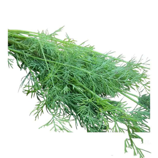 Mammoth Long Island Dill Seeds | Heirloom | Non-GMO | Herbs Seeds. 500 Seeds