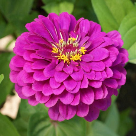 Zinnia Purple Prince Flower Seeds.