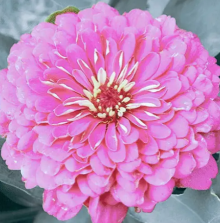 Zinnia Luminosa Pink Flower Seeds.