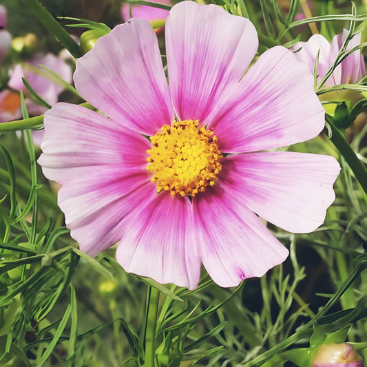 Cosmos flower- Daydream- 200 Seeds.