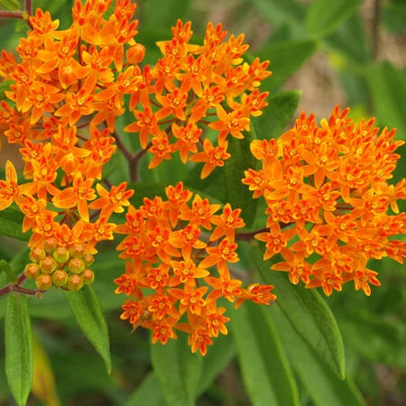 Milkweed Orange Perennial Tuberosa Monarch Butterfly Host Plant flower 70 Seeds