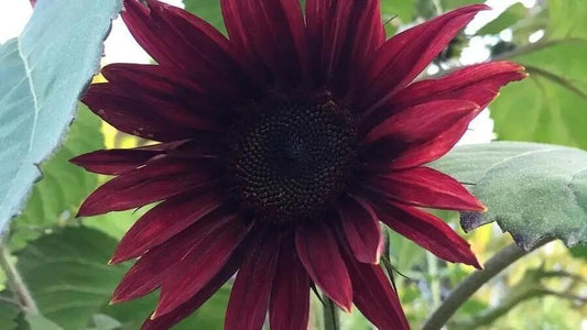 Sunflower. Chocolate Cherry flower Seeds