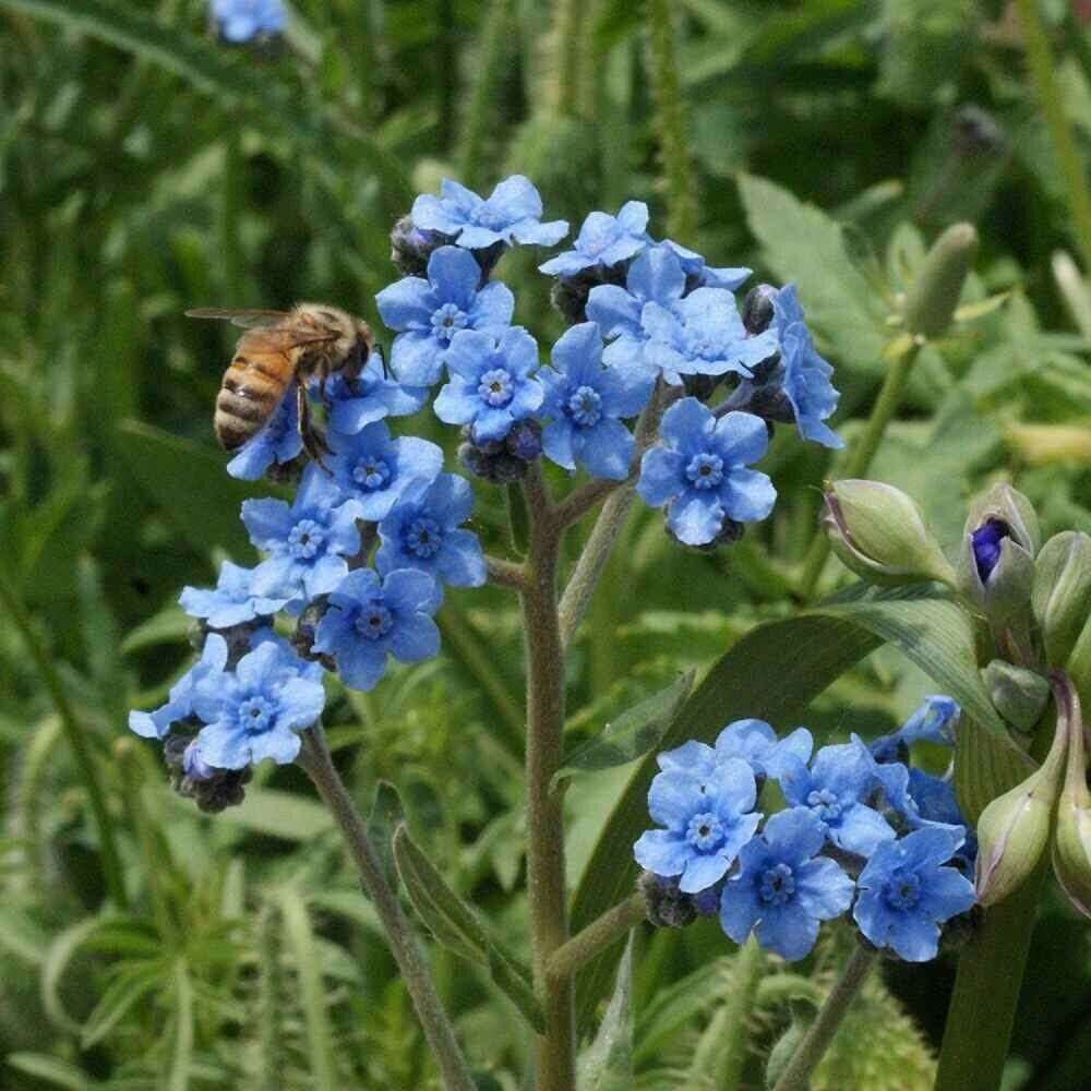 FORGET ME NOT FLOWER SEEDS 100 SEEDS