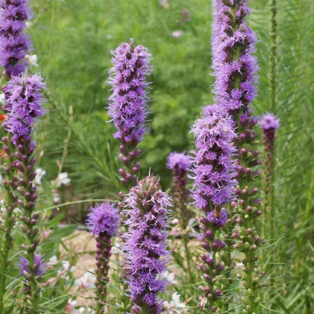 Gayfeather Seeds 300 SPIKED Liatris Spicata Flower BUTTERFLIES BEES