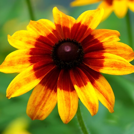 Gloriosa Daisy