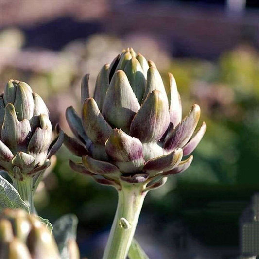 Green Globe Artichoke Seeds, Hearty, NON-GMO, Heirloom, cardoon, Perennial. 25 Seeds