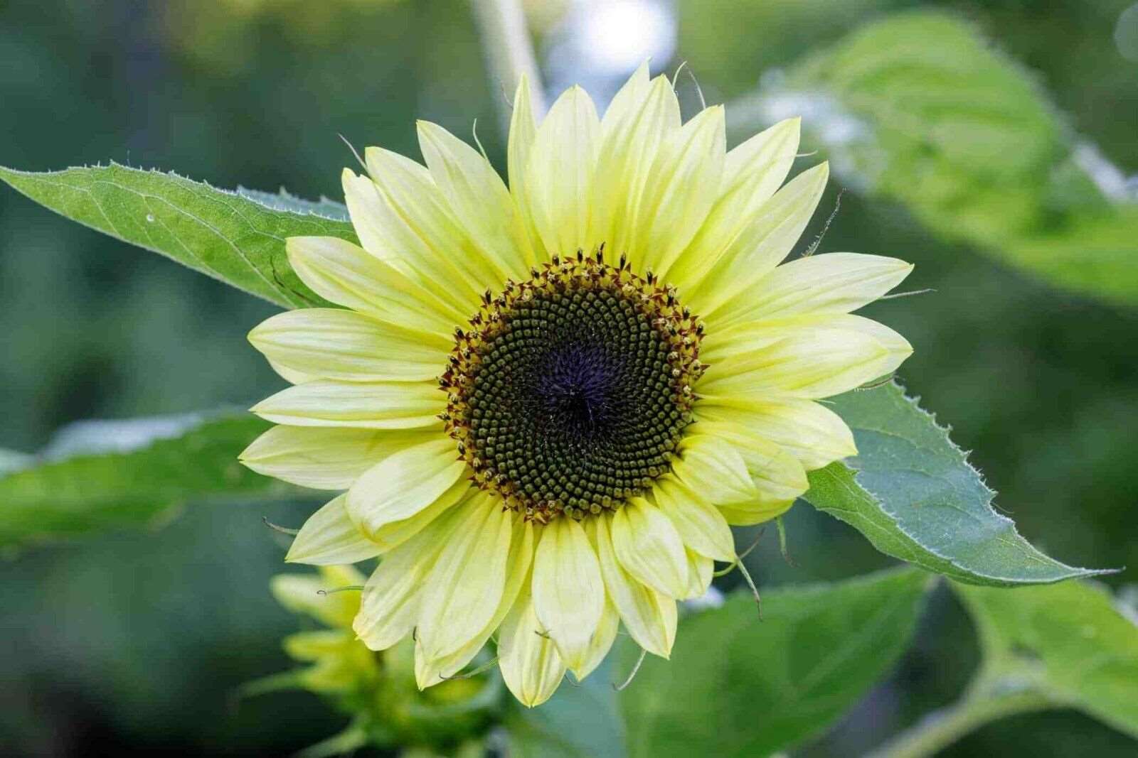 LEMON QUEEN Sunflowers NONGMO - 15 Seeds