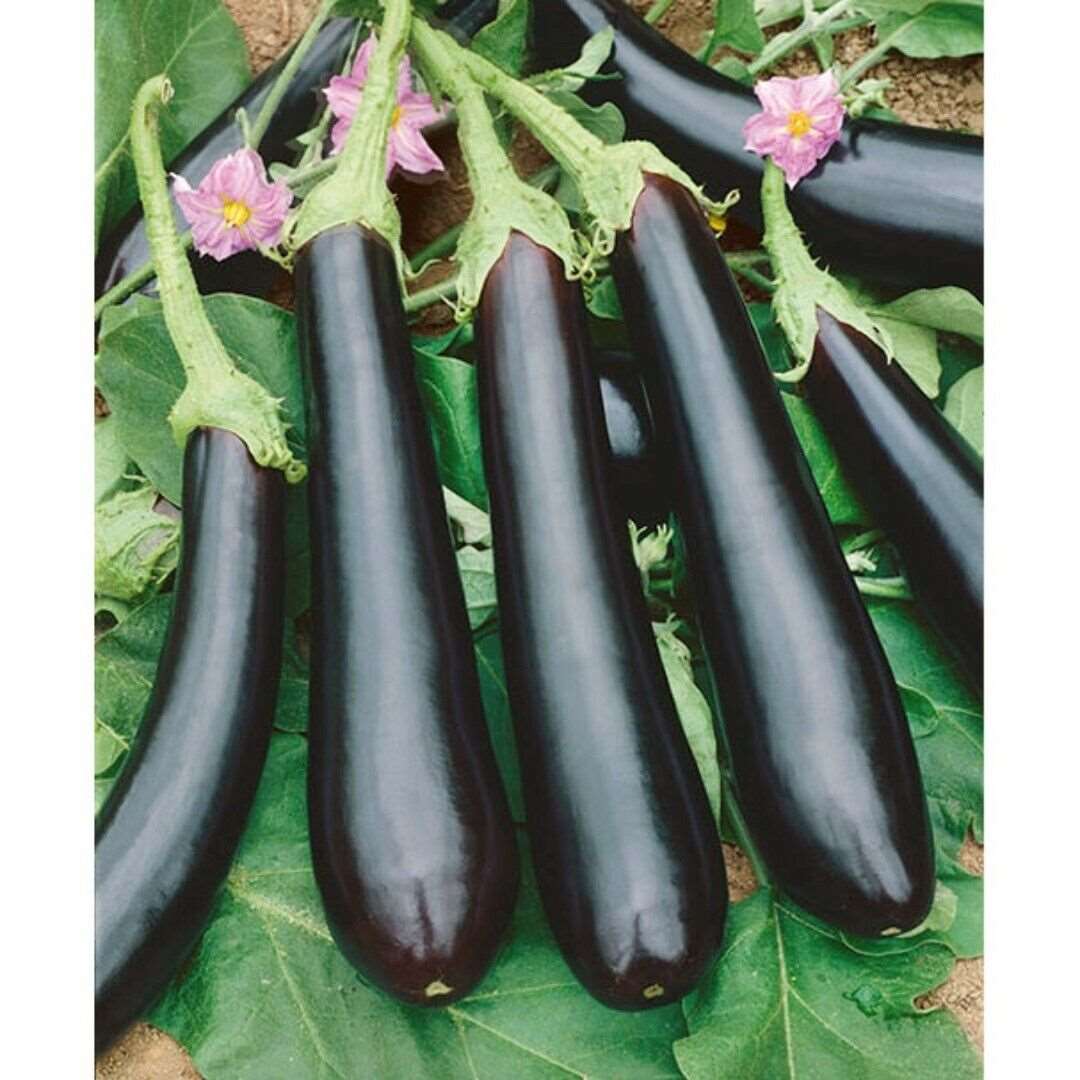 Long Purple Eggplant Seeds,  NON-GMO| 100 Seeds|