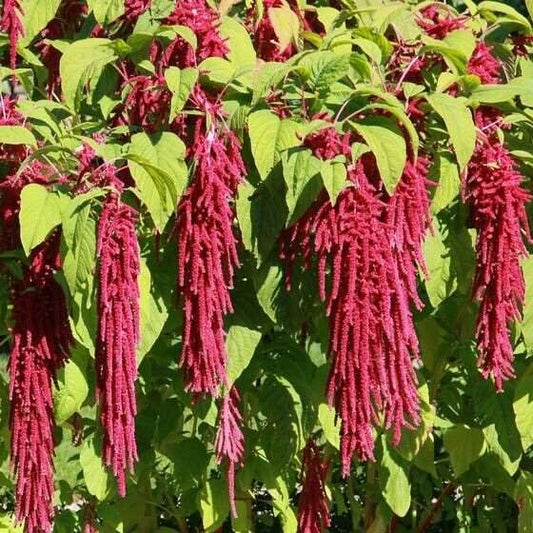 Love Lies Bleeding Seeds | Amaranthus caudatus | 500 Seeds