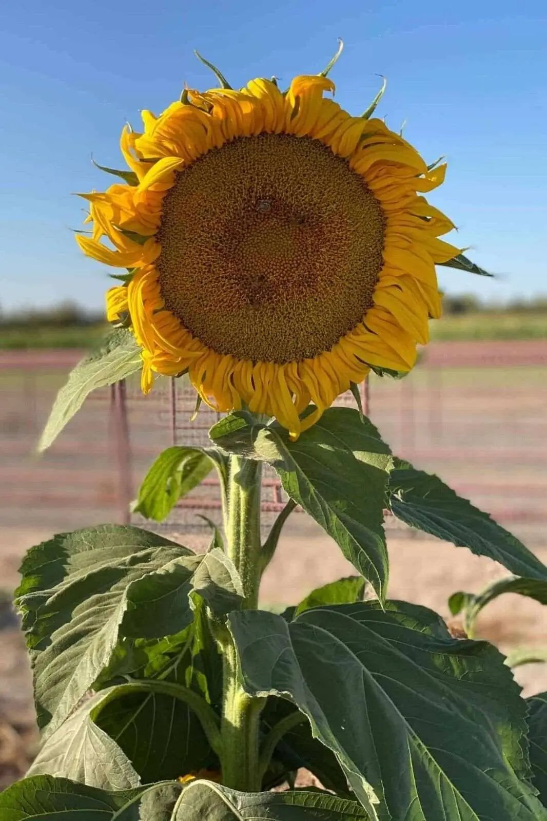 Mammoth Sunflower Seeds | Non-GMO | Heirloom | 15 Flower Seeds