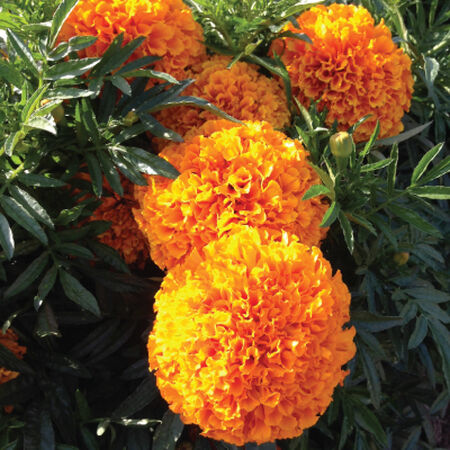 Marigold 