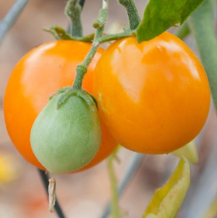 Tomato seeds - Gold Nugget.