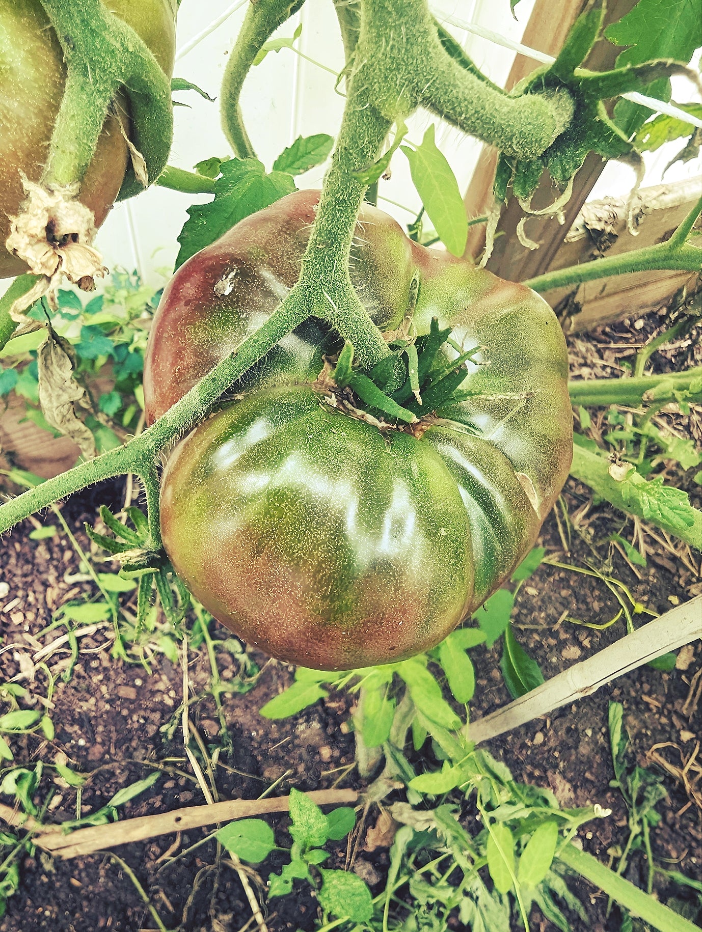 Tasty Cherokee purple tomato.