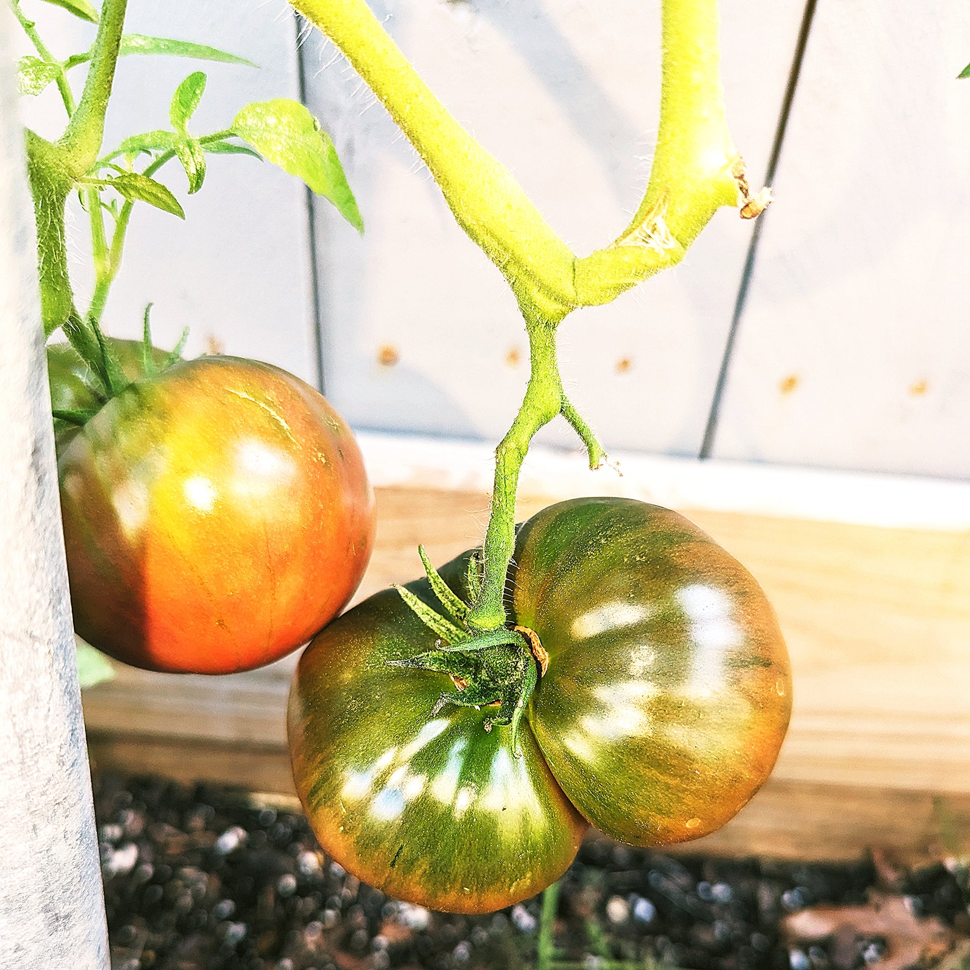Tomato seeds - Cherokee purple.