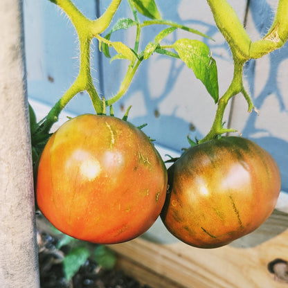 Tomato seeds - Cherokee purple.