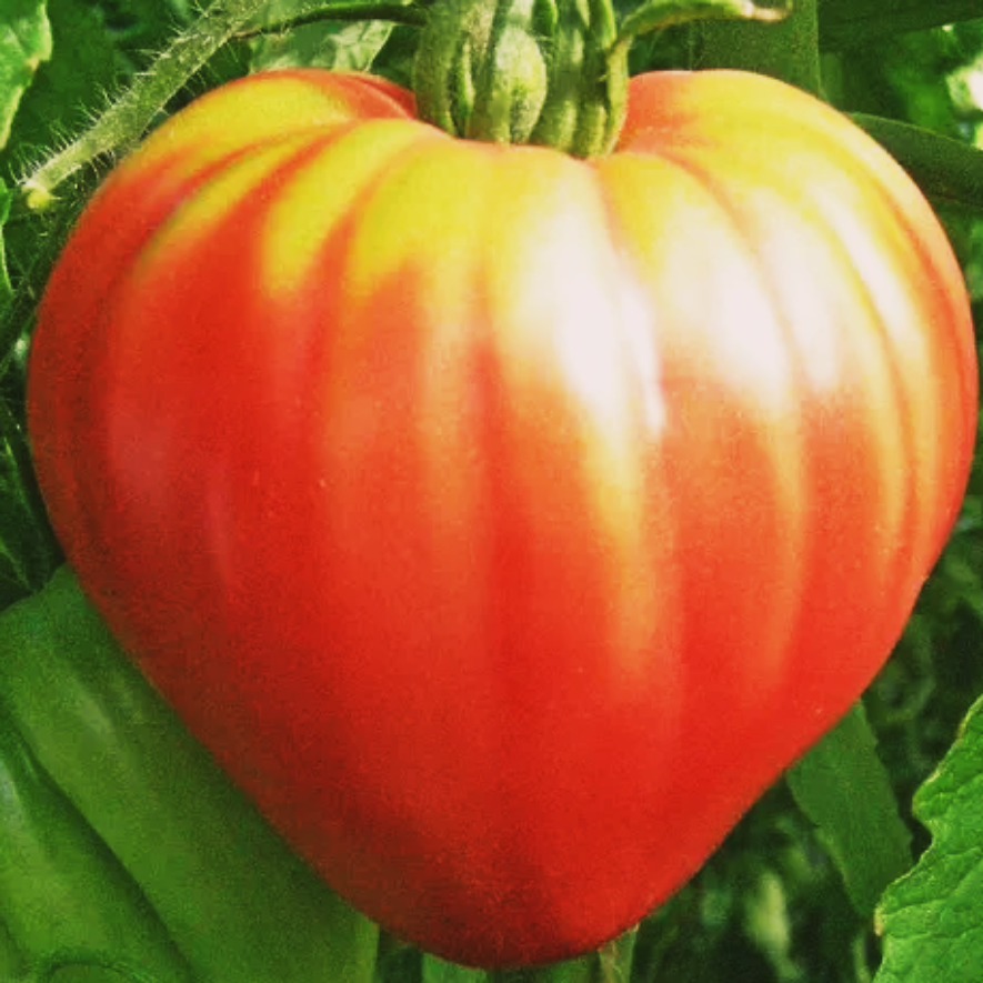 Tomato seeds - pink oxa heart.