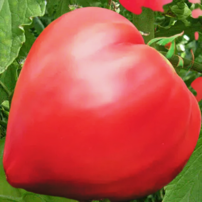 Tomato seeds - pink oxa heart.