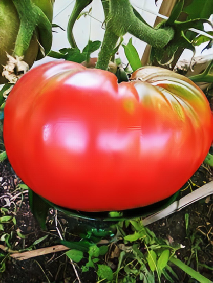 Brandywine Pink Tomato seeds.