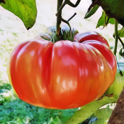 Tomato seeds - Brandywine Pink.