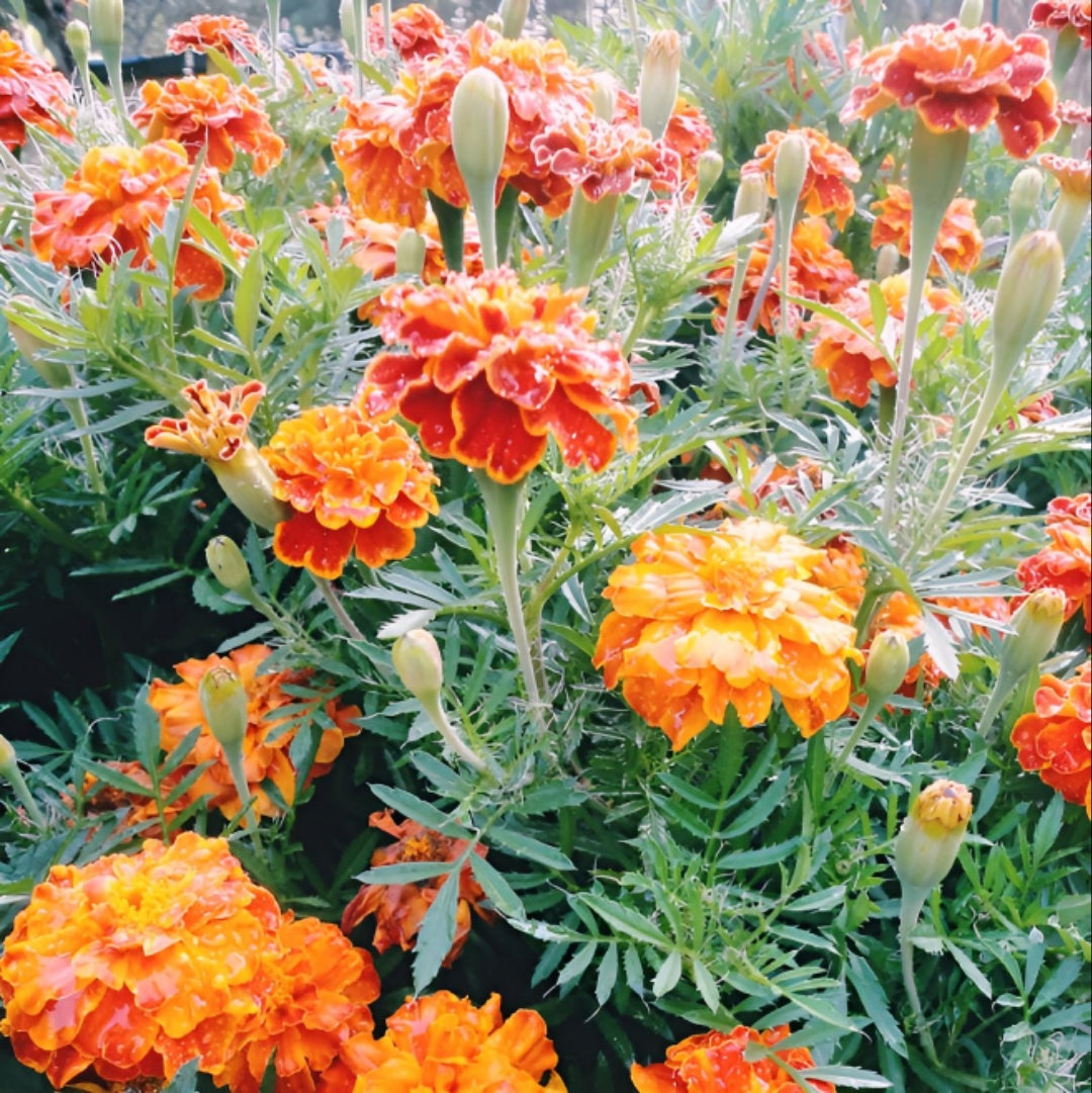 Sparky French marigold