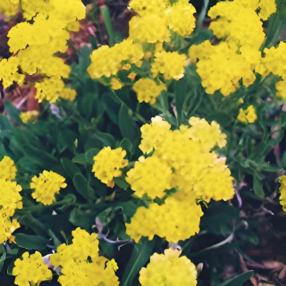 Pollinator garden 