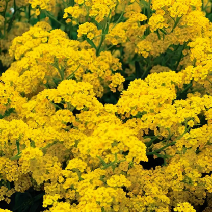 Yellow alyssum