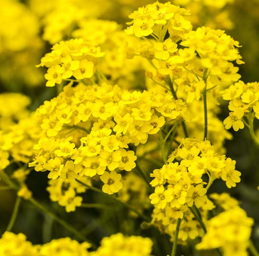 basket of gold seeds