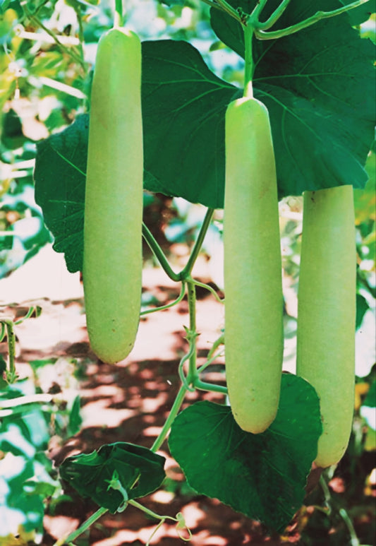 Big Green Sausage Gourd.  10 Seeds.