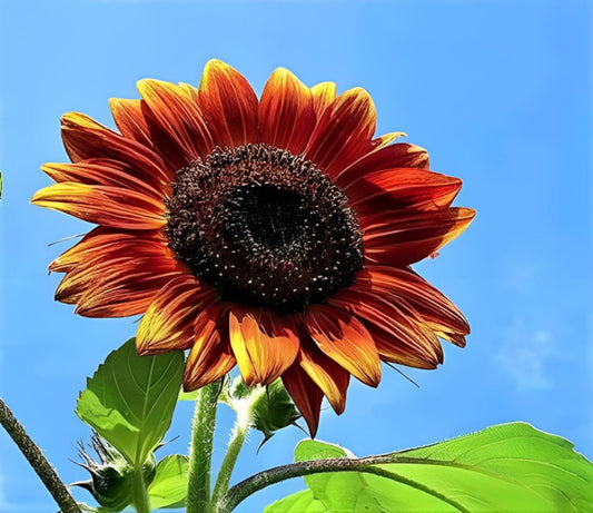 Autumn Beauty Sunflower. 20 seeds