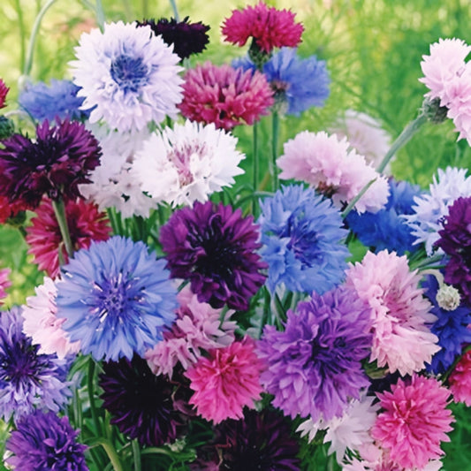  Bachelors Button flower Mix seeds.