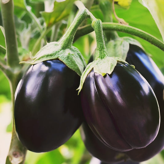 Eggplant - Black Beauty. 100 seeds.