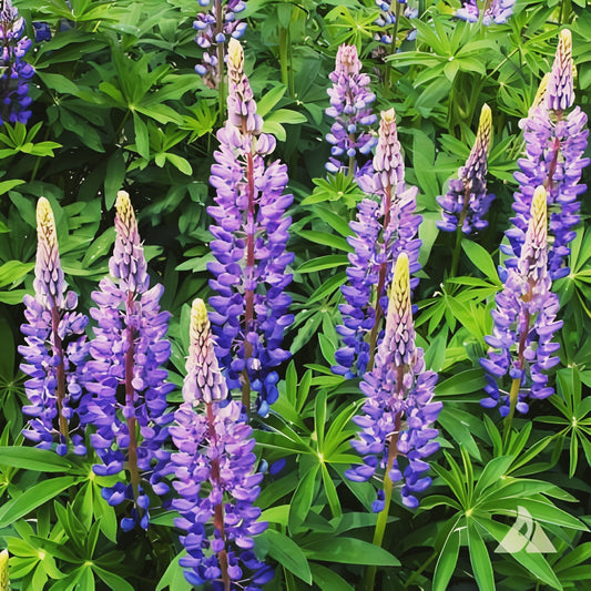 Lupine WILD PERENNIAL Hummingbird & Bee Favorite Heirloom Pure Non-GMO 100 Seeds