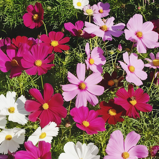 Dwarf Mix, Cosmos flower 200 Seeds. Non GMO. Seedsfun