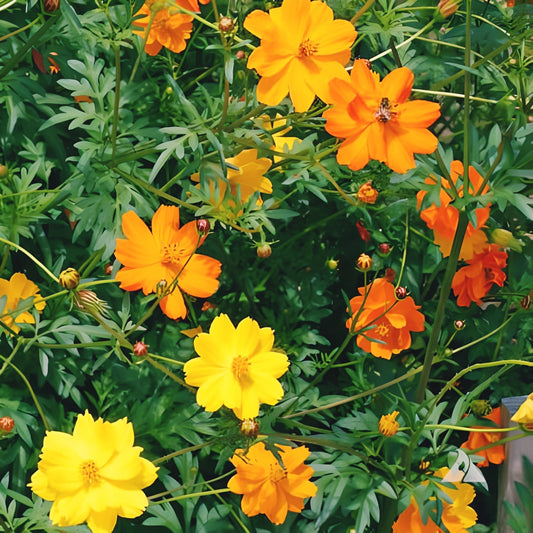 Bright Lights, Cosmos 100 Seeds. Seedsfun