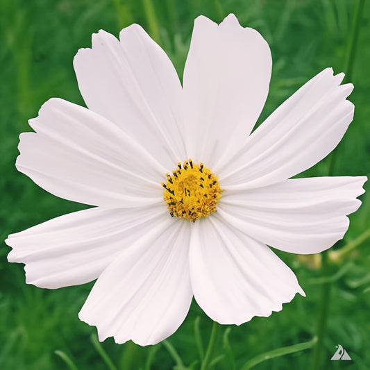 Purity Cosmos | 200 Seeds | Non-GMO