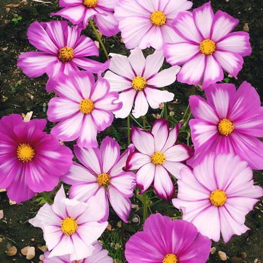 Candystripe Cosmos flower Seeds mix. 200 seeds.