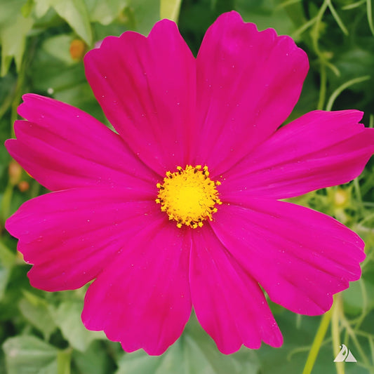 Cosmos, Dazzler - 150 Seeds - Pollinator Friendly