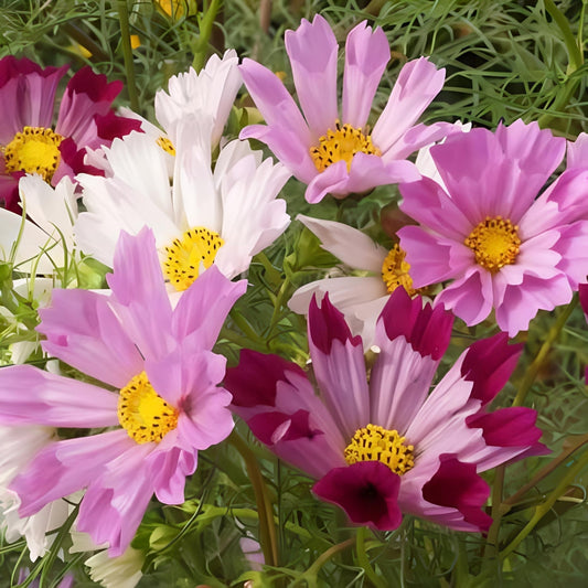 Sea Shells Mix, Cosmos. 100 Seeds