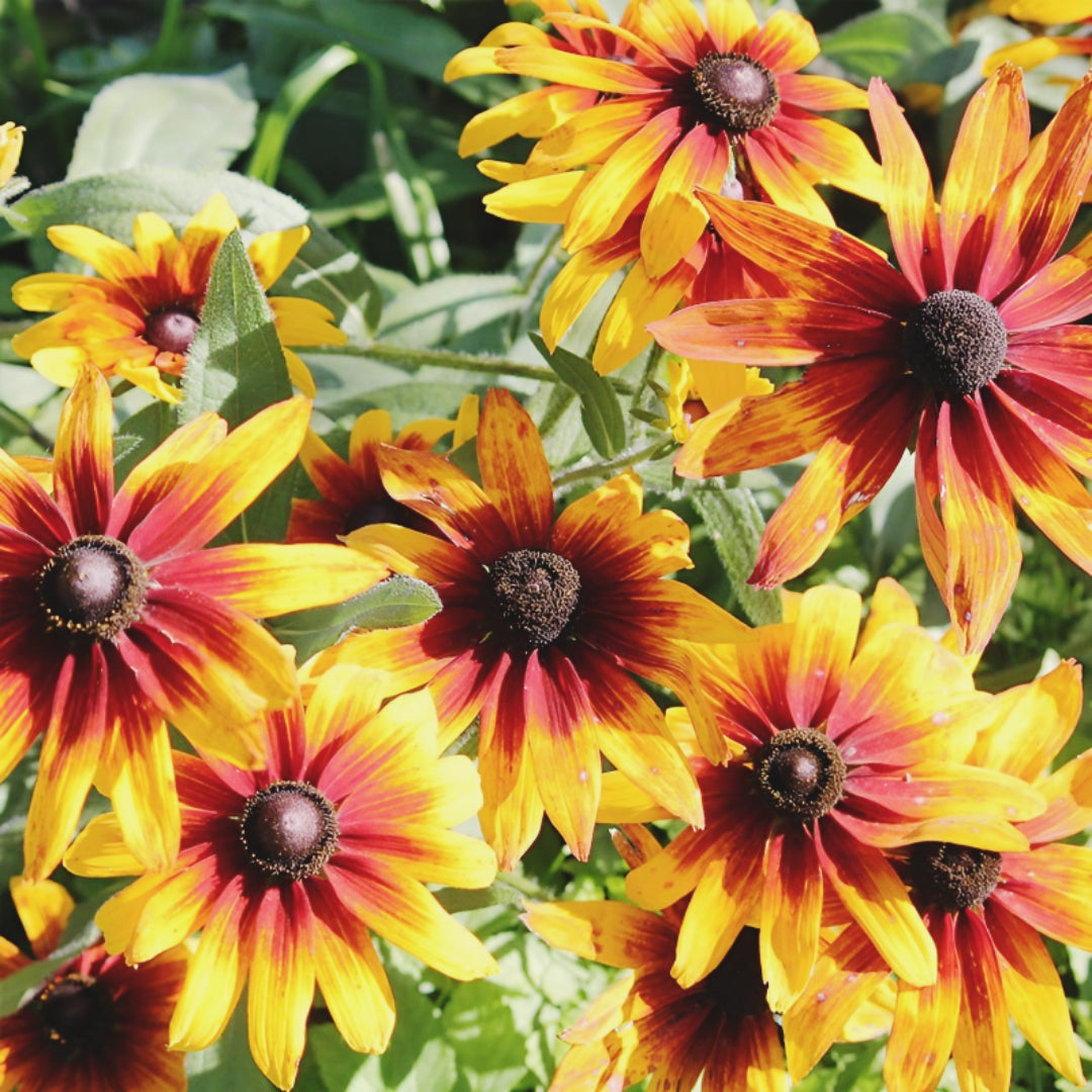 Beautiful Gloriosa Daisy