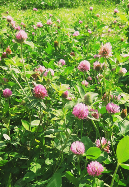 Medium red clover