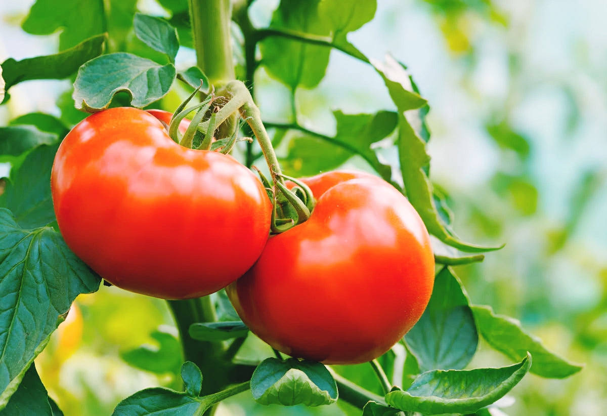 100 Beefsteak Tomato Seeds.Heirloom and non GMO - seedsfun