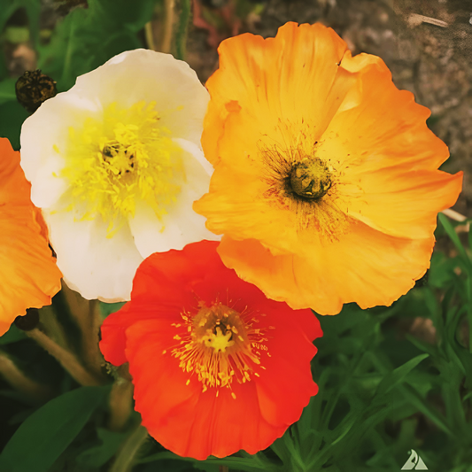 ICELAND POPPY MIX SEEDS 3000 perennial FLOWER orange YELLOW white.