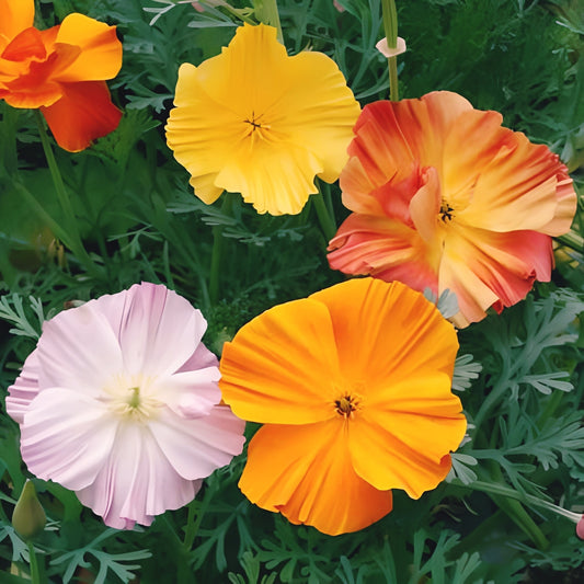 Ballerina Mix, Poppy 500 Seeds. Seedsfun