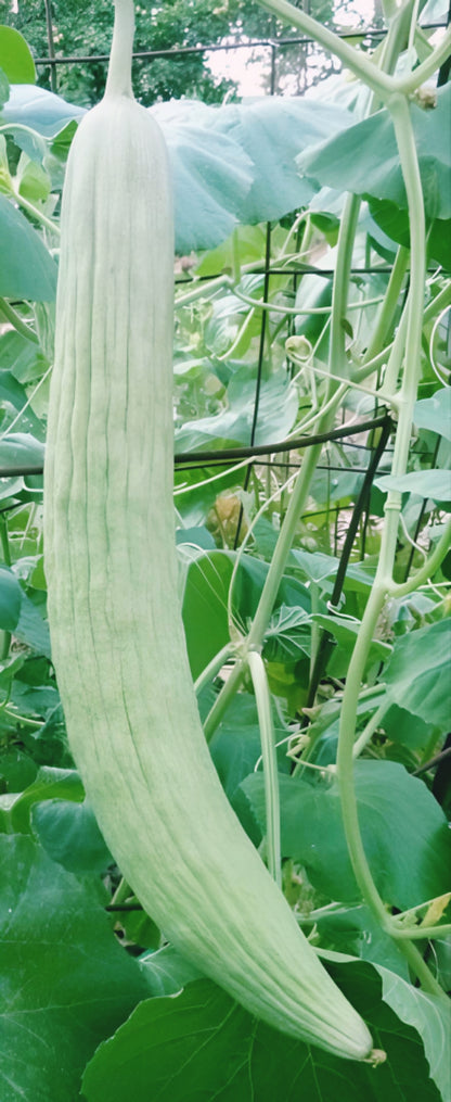 Armenian Cucumber Seeds.