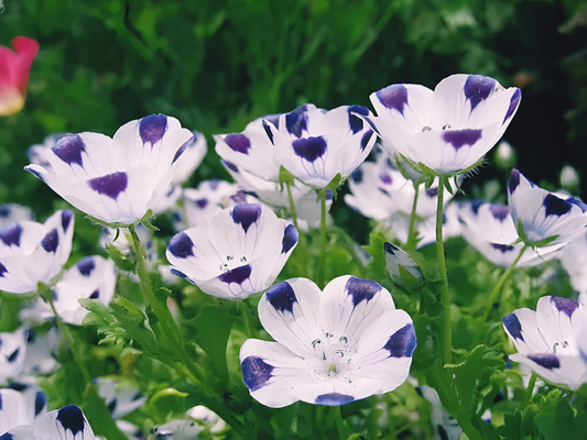 Five Spot Nemophila. Flower Annual wildflower. 250 seeds