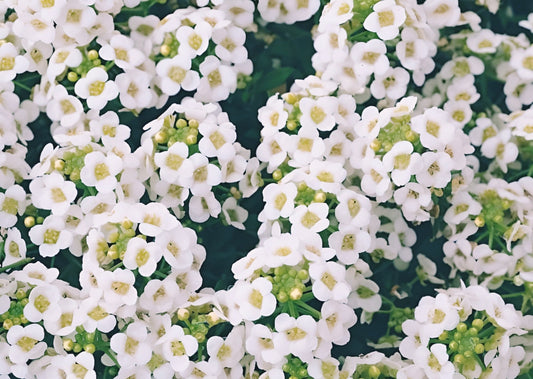 Sweet Alyssum Flower Seeds 4000+ CARPET OF SNOW White Aroma Annual.