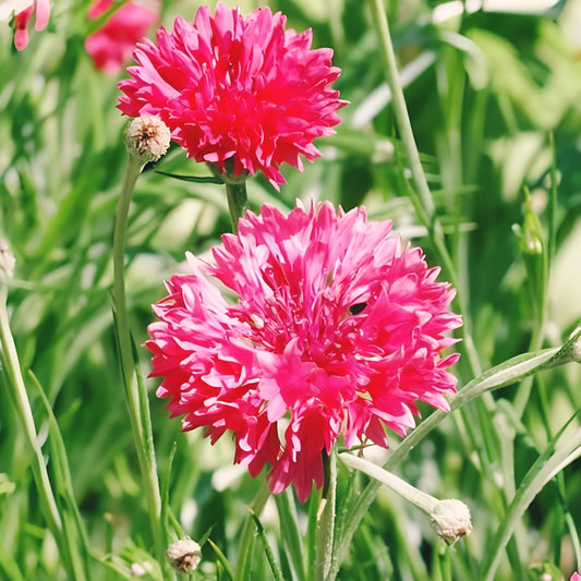 Cornflower Bachelor Button Tall Red Flower Non-GMO 500 Seeds