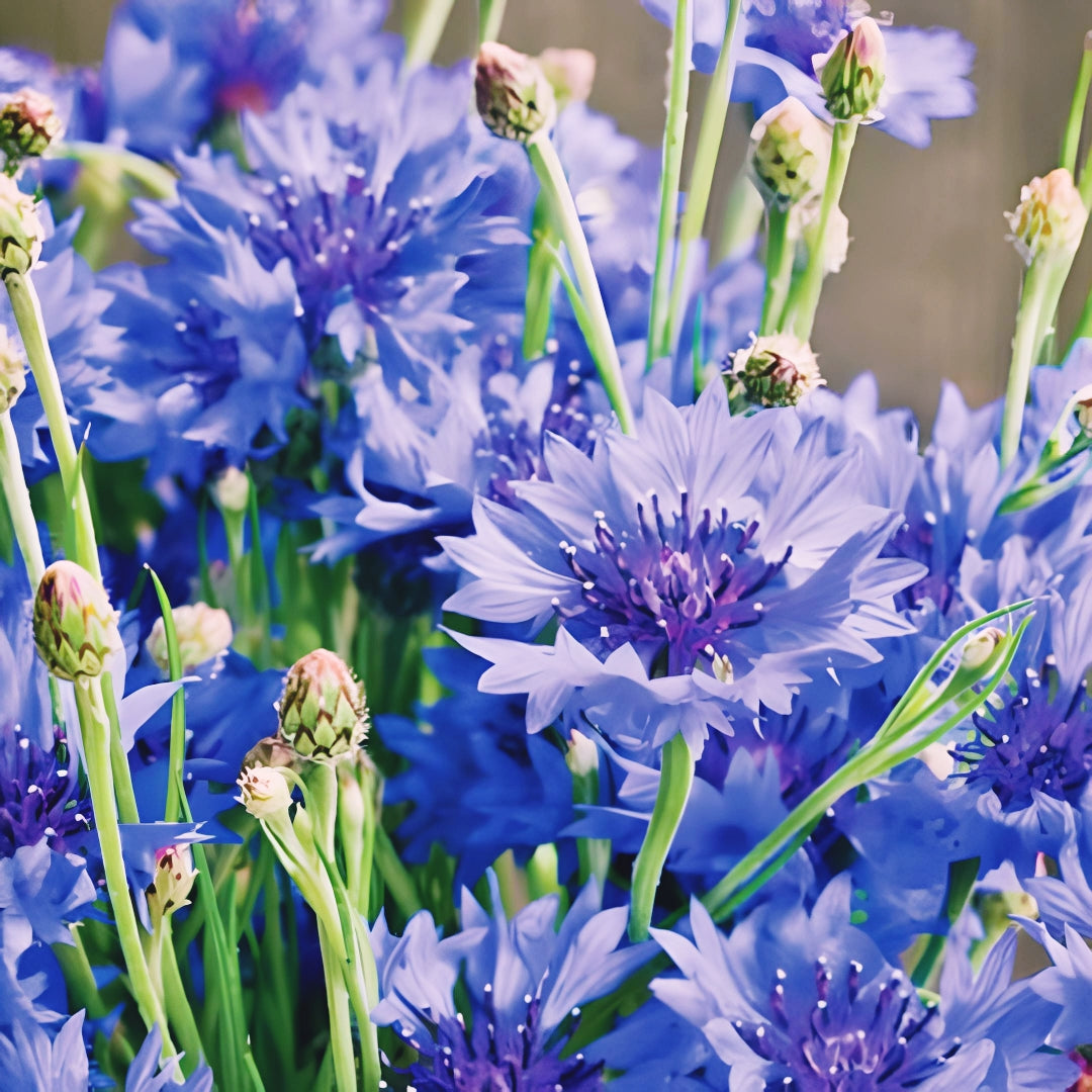 Cornflower Bachelor Button BLUE DWARF Cutflowers. 500 Seeds