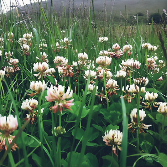 White Dutch Clover Cover Crop Seeds | NON-GMO | Heirloom | 5000 seeds