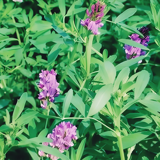 alfalfa Cover Crop Seeds | NON-GMO | Heirloom | 2000 Seeds